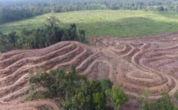 Land clearing in West Papua region's Grime Nawa Valley, Jayapura Regency