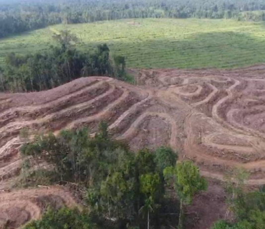 Land clearing in West Papua region's Grime Nawa Valley, Jayapura Regency
