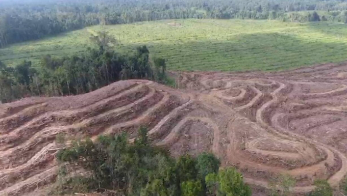 Land clearing in West Papua region's Grime Nawa Valley, Jayapura Regency