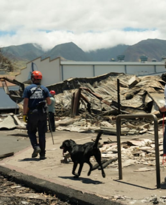 Anger over failure of sirens to go off as wildfire swept through Lāhainā Recovery and humanitarian workers ramp up efforts on Maui island