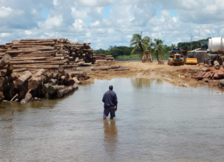 Logging piles on the Sepik River in Papua New Guinea