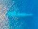 UAS footage of RNZN divers surveying the area around HMNZS Manawanui on the Southern Coast of Upulo as part of Operation Resolution
