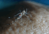 The Cook Islands has declared an outbreak of the viral infection dengue fever