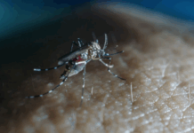 The Cook Islands has declared an outbreak of the viral infection dengue fever