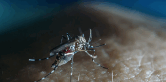 The Cook Islands has declared an outbreak of the viral infection dengue fever