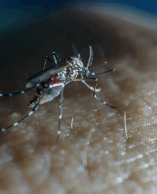 The Cook Islands has declared an outbreak of the viral infection dengue fever