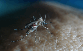 The Cook Islands has declared an outbreak of the viral infection dengue fever