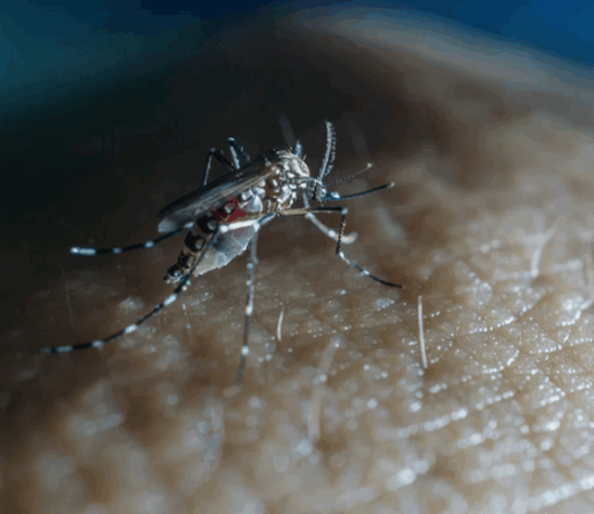 The Cook Islands has declared an outbreak of the viral infection dengue fever