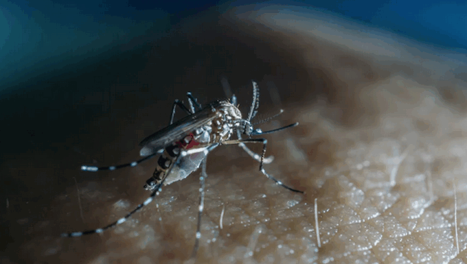 The Cook Islands has declared an outbreak of the viral infection dengue fever