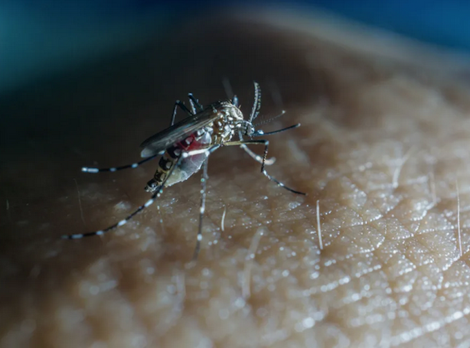 Mosquito RNZ 680wide The Cook Islands has declared an outbreak of the viral infection dengue fever