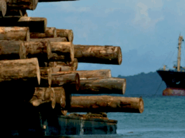 A logging ship, Turubu Bay, East Sepik