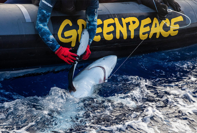 A Greenpeace activist frees a blue shark