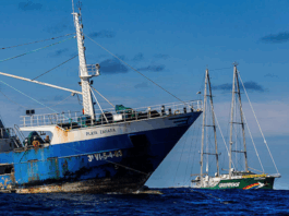 The Rainbow Warrior III in action against industrial longlining fishing in the South Pacific