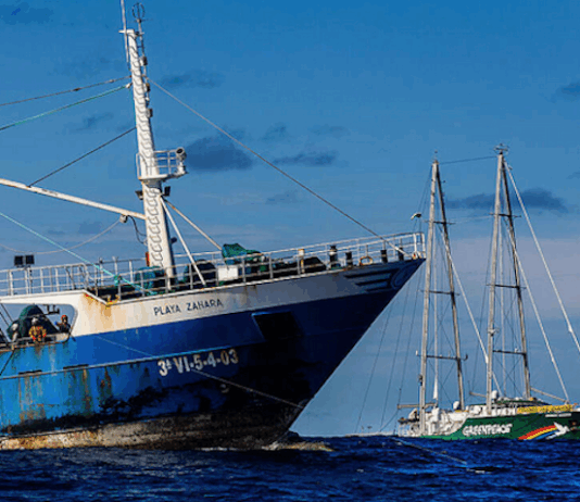 The Rainbow Warrior III in action against industrial longlining fishing in the South Pacific