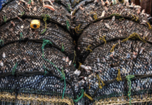 New Zealand's planned fisheries laws changes "spell disaster for the already struggling ocean around us"