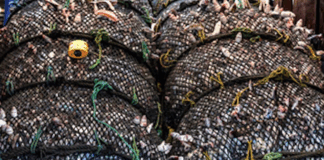 New Zealand's planned fisheries laws changes "spell disaster for the already struggling ocean around us"