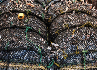 New Zealand's planned fisheries laws changes "spell disaster for the already struggling ocean around us"