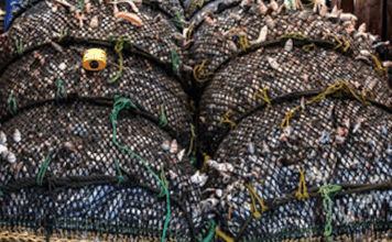 New Zealand's planned fisheries laws changes "spell disaster for the already struggling ocean around us"