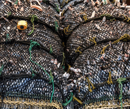 New Zealand's planned fisheries laws changes "spell disaster for the already struggling ocean around us"