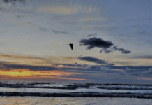 "By helping each other we save each other."