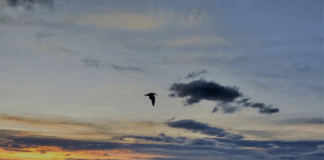 "By helping each other we save each other."