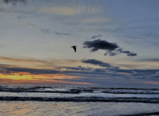 Saige England: if we want to save the planet we need a massive game change "By helping each other we save each other."