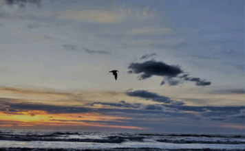 "By helping each other we save each other."