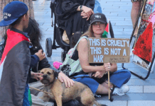 Pro-Palestinian protesters over the Gaza genocide