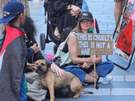 Pro-Palestinian protesters over the Gaza genocide