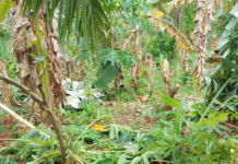 Cyclone Maila damage in Papua New Guinea