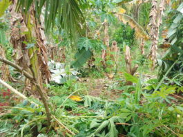 Cyclone Maila damage in Papua New Guinea