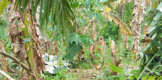 Ten dead in Bougainville amid Cyclone Maila aftermath Cyclone Maila damage in Papua New Guinea