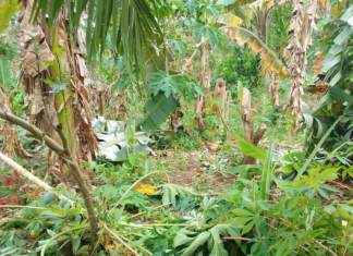 Cyclone Maila damage in Papua New Guinea