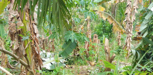 Ten dead in Bougainville amid Cyclone Maila aftermath Cyclone Maila damage in Papua New Guinea