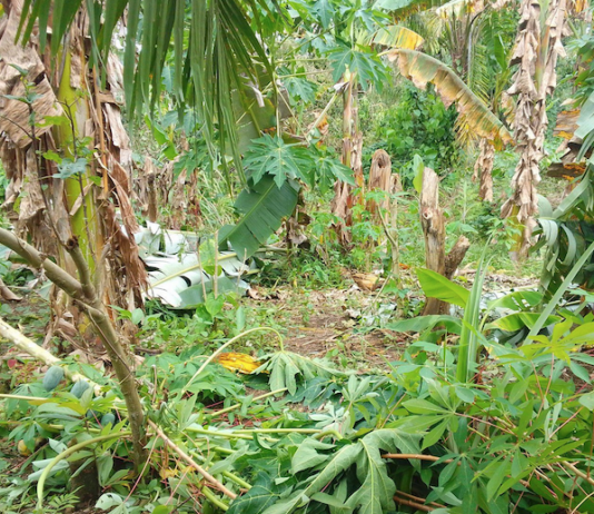 Cyclone Maila damage in Papua New Guinea