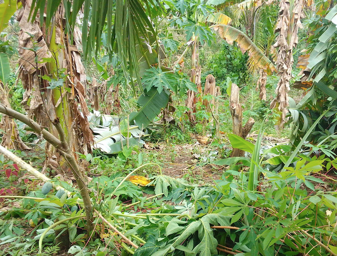 Milne Bay gardens NBC 680wide Cyclone Maila damage in Papua New Guinea