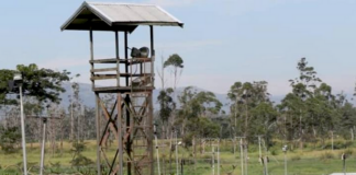 Dilapidated infrastructure blamed for fatal PNG prison escape attempt Three inmates, who scaled the fence at Baisu Prison, were shot dead