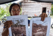 An Indigenous Dayak villager shows pictures of her rubber plantation destroyed