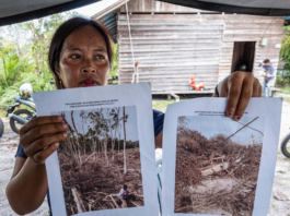 An Indigenous Dayak villager shows pictures of her rubber plantation destroyed