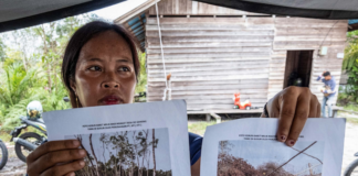 An Indigenous Dayak villager shows pictures of her rubber plantation destroyed