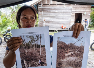 An Indigenous Dayak villager shows pictures of her rubber plantation destroyed