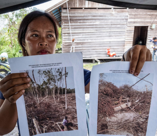 An Indigenous Dayak villager shows pictures of her rubber plantation destroyed