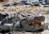 A Nile crocodile, the creature to be deployed in Israel's Ketziot Prison moat