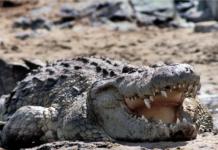 A Nile crocodile, the creature to be deployed in Israel's Ketziot Prison moat