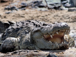 A Nile crocodile, the creature to be deployed in Israel's Ketziot Prison moat