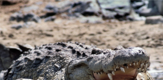 Media avoids Israel’s sadism like a crocodile-infested moat A Nile crocodile, the creature to be deployed in Israel's Ketziot Prison moat
