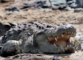 Media avoids Israel’s sadism like a crocodile-infested moat A Nile crocodile, the creature to be deployed in Israel's Ketziot Prison moat