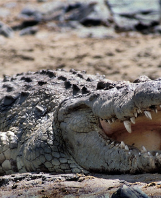 A Nile crocodile, the creature to be deployed in Israel's Ketziot Prison moat