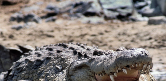 A Nile crocodile, the creature to be deployed in Israel's Ketziot Prison moat