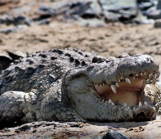 Media avoids Israel’s sadism like a crocodile-infested moat A Nile crocodile, the creature to be deployed in Israel's Ketziot Prison moat